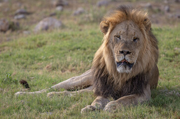 male lion in the savannah