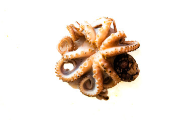 Cooked and ready to eat seafood octopus, delicious