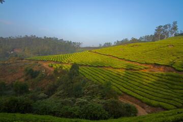 Fototapeta na wymiar Tea plantation in Munnar, India