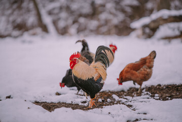 A rooster in the snow near the forest. Close-up with a domestic birds at the farm sitting with his...