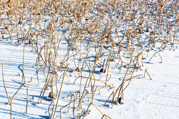Rooting of residual lotus on the ice and snow covered river surface