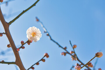 梅の花