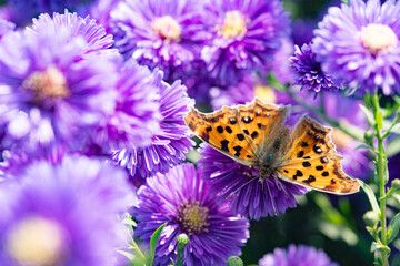 Butterflies dance on the Dutch chrysanthemum bushes, very beautiful