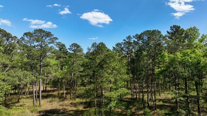 Fototapeta na wymiar Landscape of natural forest woods with Pine trees in South Carolina Low Country with sunshine and blue sky outdoors in Springtime