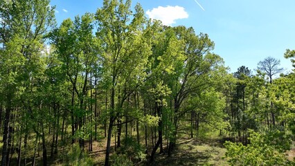 Landscape of natural forest woods with Pine trees in South Carolina Low Country with sunshine and blue sky outdoors in Springtime