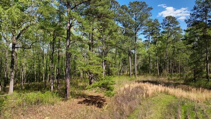 Landscape of natural forest woods with Pine trees in South Carolina Low Country with sunshine and blue sky outdoors in Springtime