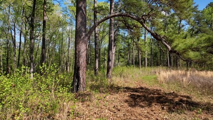 Landscape of natural forest woods with Pine trees in South Carolina Low Country with sunshine and blue sky outdoors in Springtime
