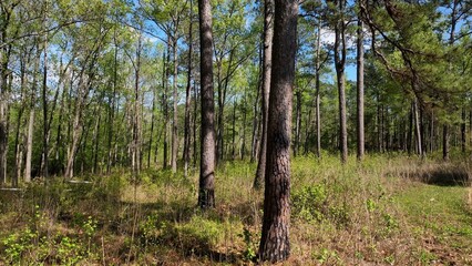 Landscape of natural forest woods with Pine trees in South Carolina Low Country with sunshine and blue sky outdoors in Springtime