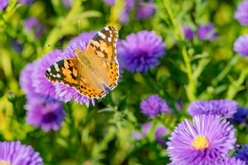 Butterflies dance on the Dutch chrysanthemum bushes, very beautiful