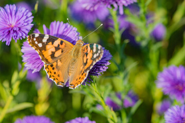 Butterflies dance on the Dutch chrysanthemum bushes, very beautiful
