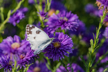 Butterflies dance on the Dutch chrysanthemum bushes, very beautiful