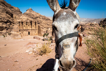 A donkey in the foreground with the Monastery in the background in Petra, Jordan