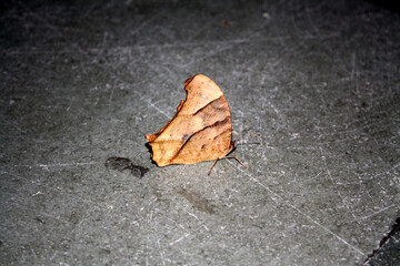 Common evening brown butterfly (Melanitis leda) in dry-season form : (pix Sanjiv Shukla)