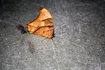 Common evening brown butterfly (Melanitis leda) in dry-season form : (pix Sanjiv Shukla)