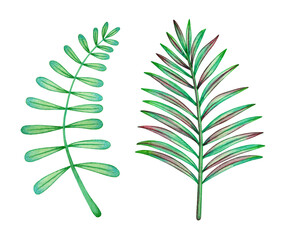 Set tropical watercolor leaves. Exotic plants. Palm leaf. Hand drawn illustration on white background.