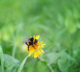 Bumblebee on yellow dandelion flower close up, green natural background. beautiful wild nature image. spring or summer season. bumblebee on flower gathering honey nectar and spreading pollen