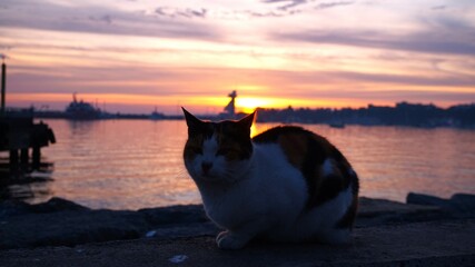 a peaceful cat at sunset