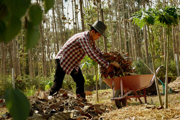 A male worker collects dry leaves to make compost fertiliser. Eco friendly concept. 