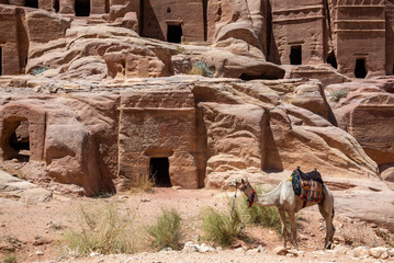 Ancient tombs in Petra, Jordan with a camel in the foreground