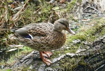 Mallard duck at Ekopark in Kolobrzeg, Poland
