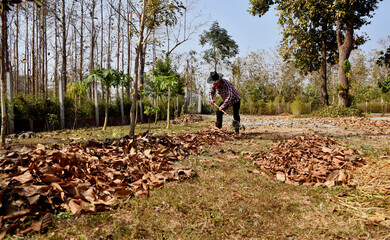 Gardener sweeps fallen leaves in the garden to make compost fertiliser.Eco friendly concept.