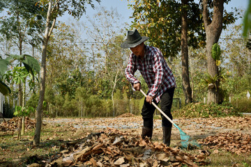 Gardener sweeps fallen leaves in the garden to make compost fertiliser.Eco friendly concept.