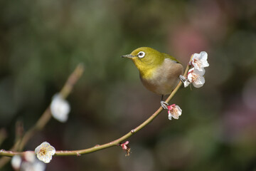 梅の花とメジロ