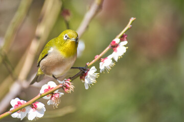 梅の花とメジロ