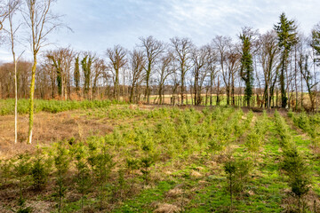 Obraz premium Wiederaufforstung im Mischwald mit anpflanzen von jungen Bäumen