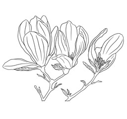 Magnolia line illustration white background 