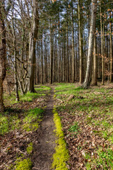 Waldweg