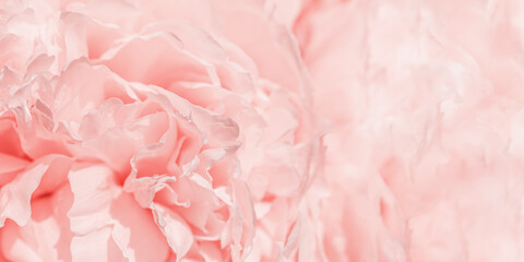 Soft focus wide banner, blurred rose color flower peony petals, close up macro nature background....