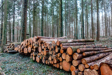 Frisch gefälltes markiertes und abholbereites Holz im Wald