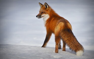 Naklejka premium Arctic Fox: Snowy Wanderer