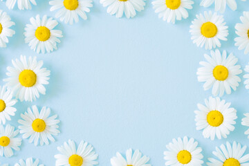 Circle frame of beautiful fresh white yellow daisies flower heads on light blue table background. Pastel color. Closeup. Empty place for inspirational text, positive quote or sayings. Top down view.