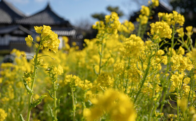 Fototapeta premium 飛鳥寺門前の菜の花が満開
