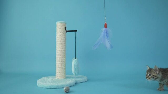 gray and white kitten playing with toy slow motion studio shot of a in front of a blue background