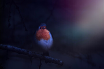 Cute bird robin. Wildlife photography under spotlight. Dark nature background.