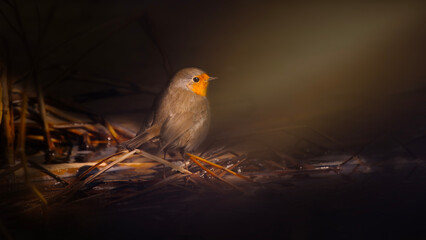 Cute bird robin. Wildlife photography under spotlight. Dark nature background.