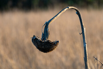 Feld mit verblühten, trockenen Sonnenblumen und Sonnenblumenkernen