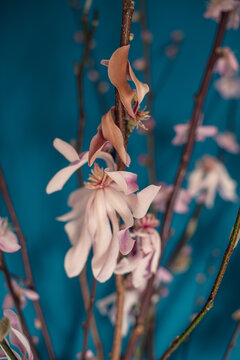 Early spring flower branches blooming inside the house. Macro shoots on a blue background. Easter celebrations.