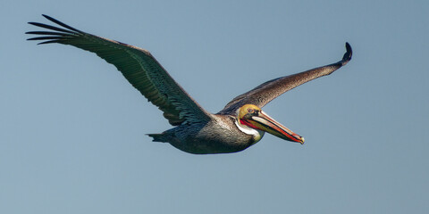 Brown Pelican In-Flight