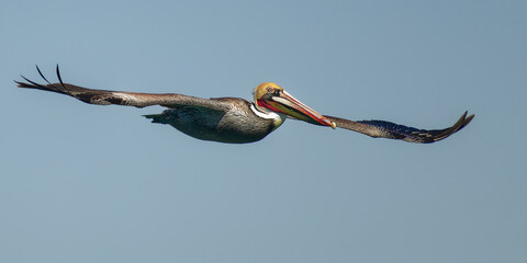 Brown Pelican In-Flight