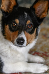 Tricolor Pembroke Welsh Corgi Portrait