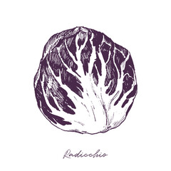 Radicchio, Italian chicory engraving illustration isolated on white background. Hand drawn food vector