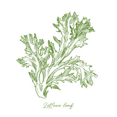 Single lettuce leaf engraving illustration isolated on white background