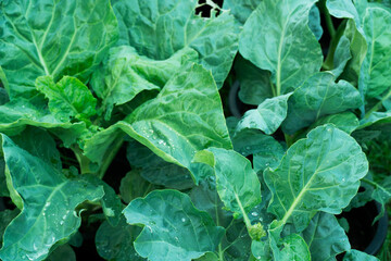 fresh green organic vegetable for healthy food