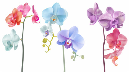 Conjunto de Orquídeas isolados sobre fundo branco. Ilustração em aquarela.