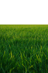 green grass field isolated on transparent background, png