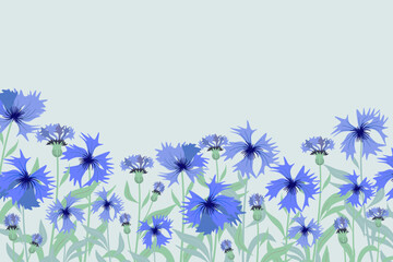 Fototapeta na wymiar Cornflower background border frame. German National flower emblem vector illustration. 